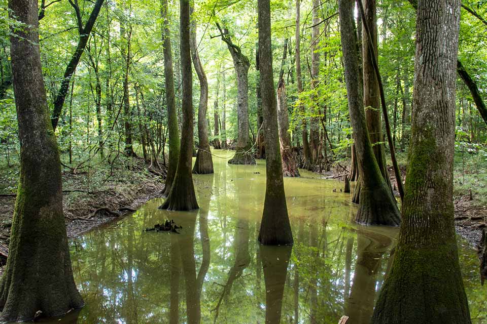 The Absolute BEST Hikes in South Carolina - ar travel